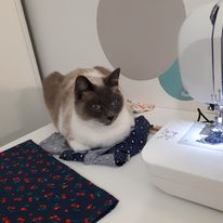 Chat à l'Atelier Aiguilles et moi